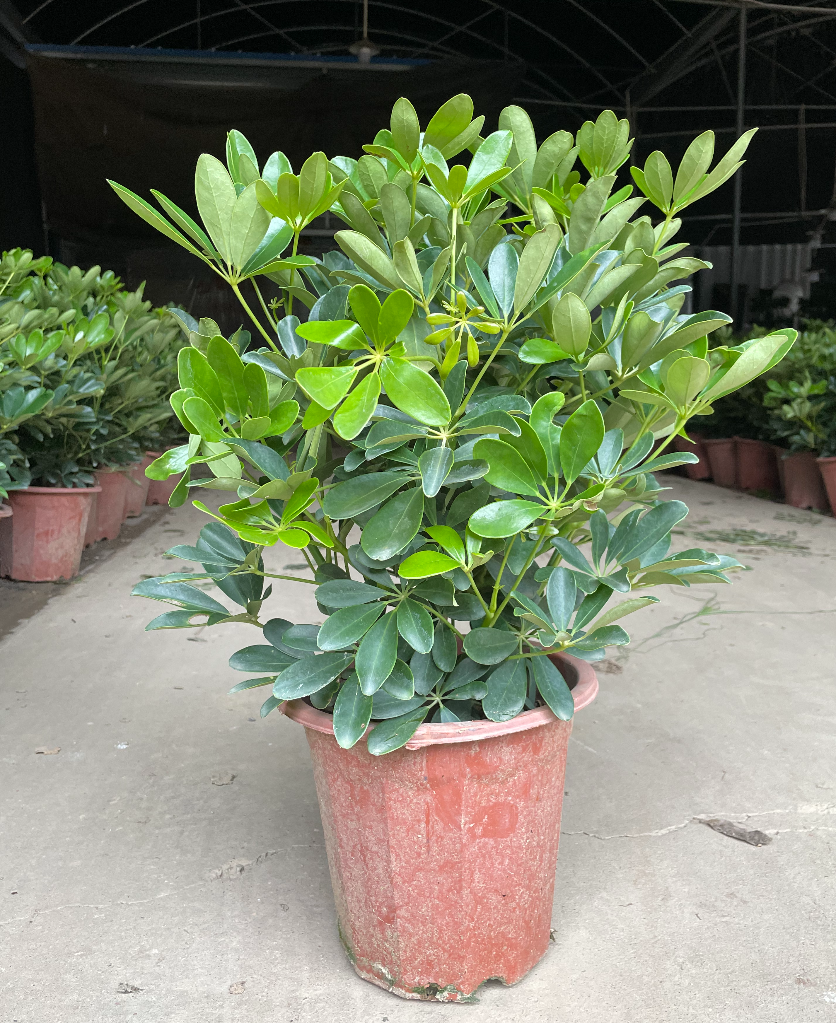 Schefflera Heptaphylla