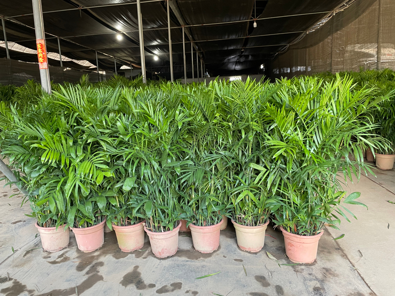Pritchardia Gaudichaudii​​