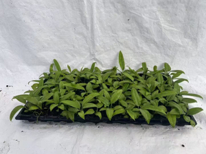 Anthurium Bakeri