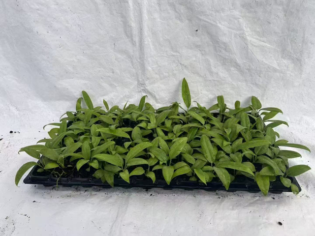 Anthurium Bakeri