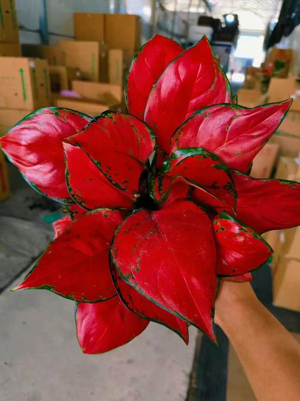Red Beauty Aglaonema
