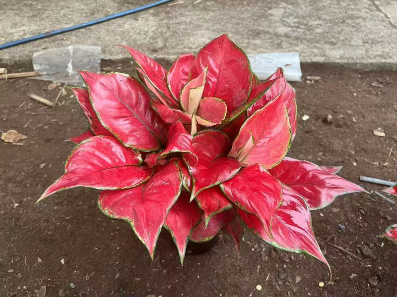 Red Luck Aglaonema