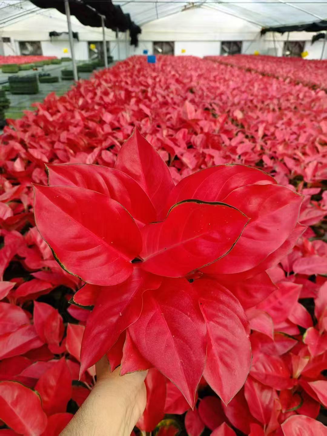 China Red Aglaonema