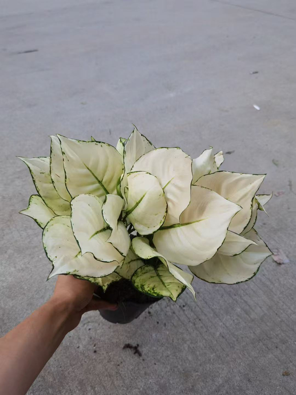 White Luck Aglaonema
