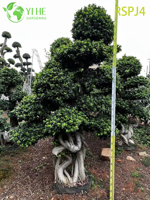 Lattice-Woven Tall Artistic Ficus Tree A Live Indoor Floor Plant Bonsai