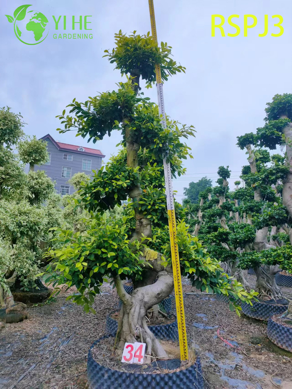 Multi-tiered Umbrella Tall Artistic Ficus Tree A Live Indoor Floor Plant Bonsai