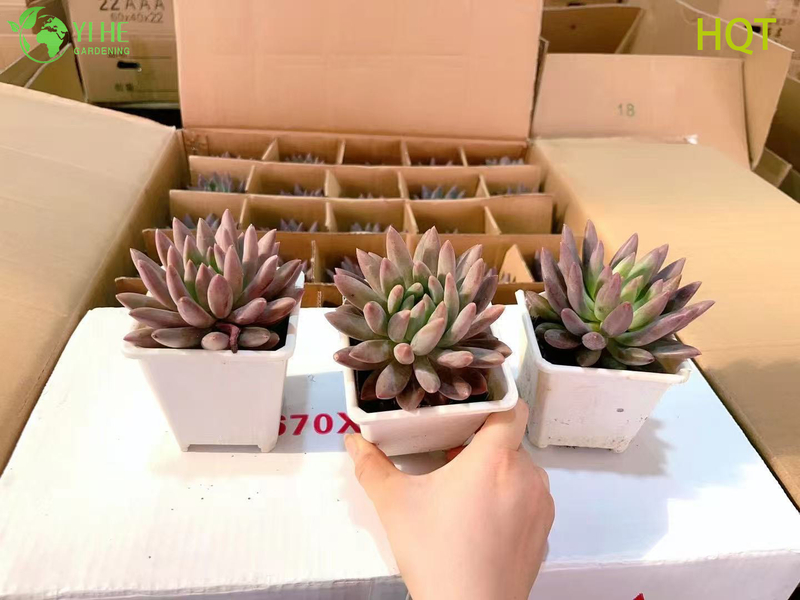 Wholesale Pink Dragonfly Pachyveria Live Succulent Pointed Rosette Bonsai