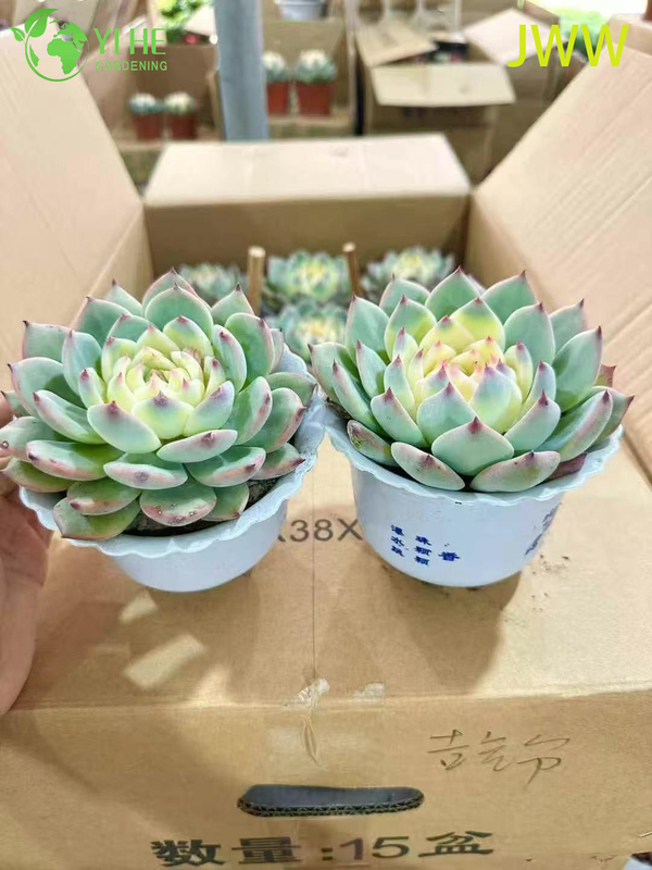 Live Pink Tip Echeveria Chihuahuaensis Succulent Plant for Wholesale Export Bonsai