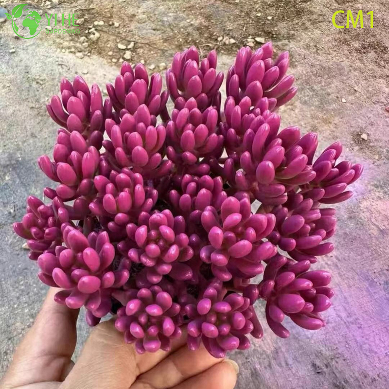 Wholesale Rainbow Jelly Bean Succulent Live Plant Spring Cluster Bonsai