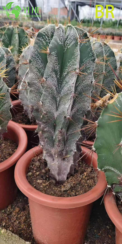 Wholesale Astrophytum Ornatum Monks Hood Cactus Live Star Plant Bonsai