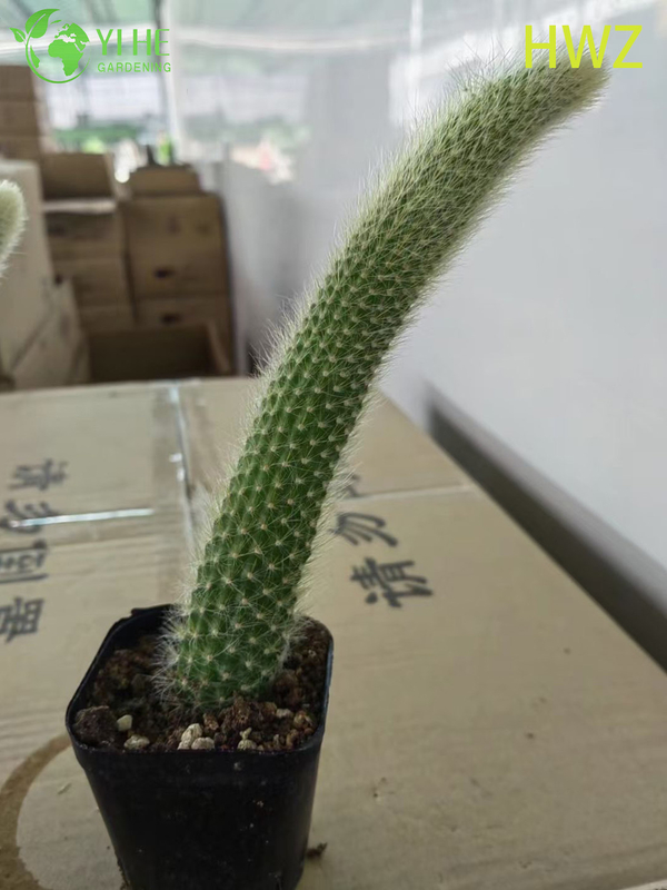 Live Monkey's Tail Cactus Wholesale Trailing Fuzzy Hildewintera Plant Bonsai