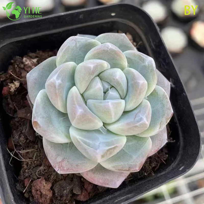 Wholesale Live Translucent Jade Succulent Plant Wholesale for Indoor Decor Bonsai