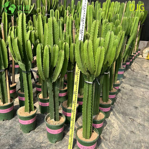 Large Candelabra Tree Euphorbia Live Plant for Indoor Decor Bonsai
