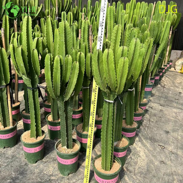 Large Candelabra Tree Euphorbia Live Plant for Indoor Decor Bonsai