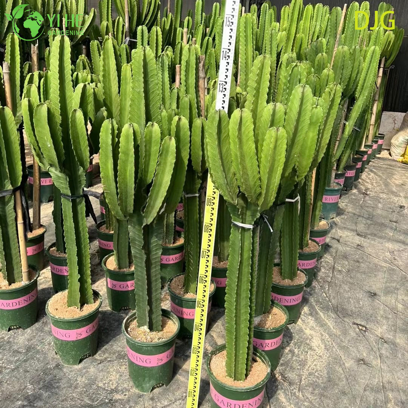 Large Candelabra Tree Euphorbia Live Plant for Indoor Decor Bonsai
