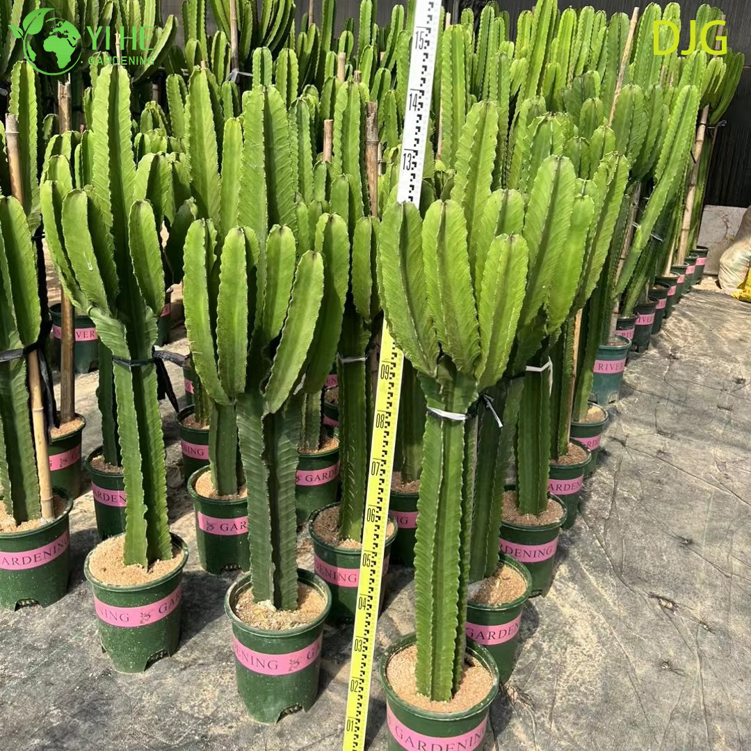 Large Candelabra Tree Euphorbia Live Plant for Indoor Decor Bonsai