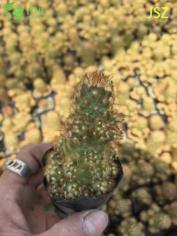 Wholesale Live Ladyfinger Cactus Mammillaria Elongata for Indoor Garden Bonsai