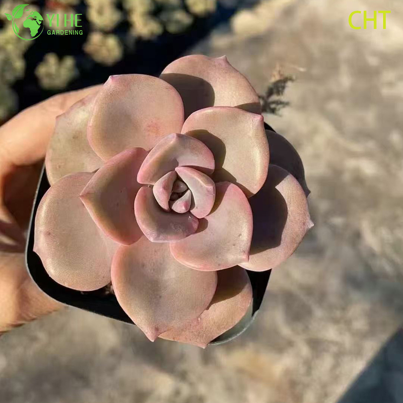 Wholesale Rainbow Candy Succulent Cluster Live Plant for Garden Bonsai