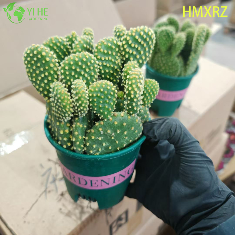 Live Bunny Ears Cactus Wholesale Yellow Polka Dot Opuntia Plant Bonsai