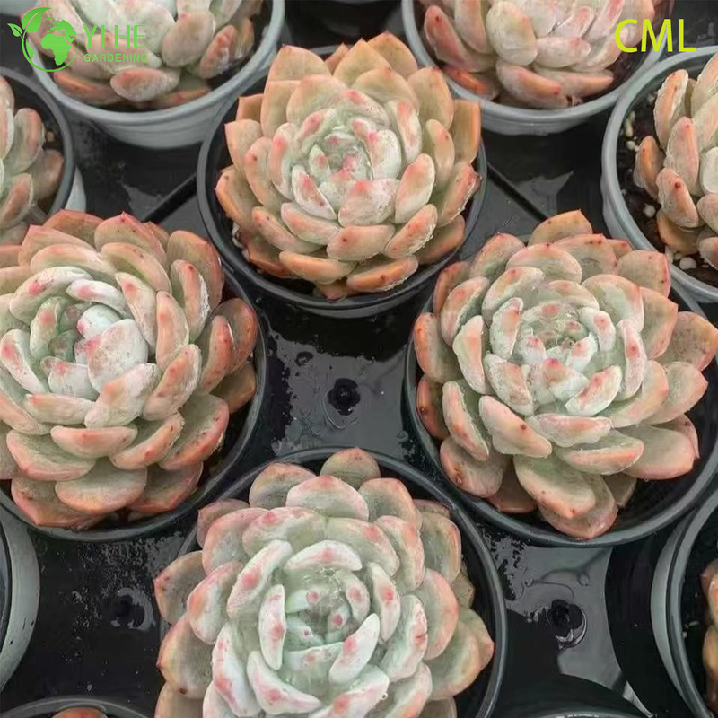 Wholesale Echeveria Orange Monroe Live Succulent Plump Rosette Bonsai