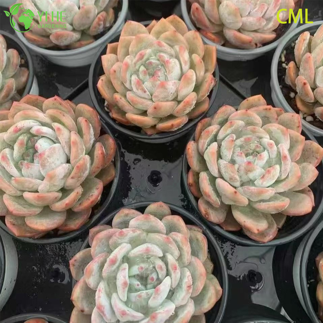 Wholesale Echeveria Orange Monroe Live Succulent Plump Rosette Bonsai