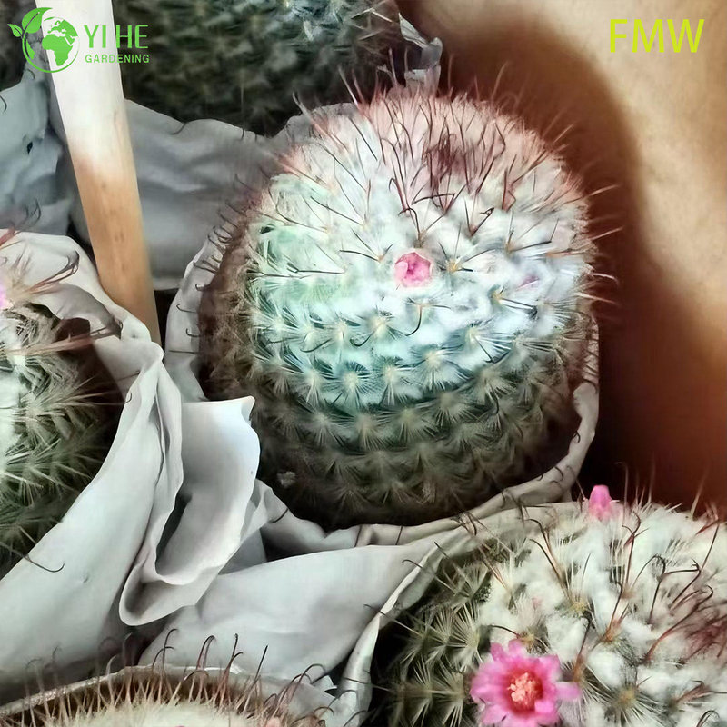 Wholesale Ferocactus Setispinus Twisted Rib Cactus Live Plant Bonsai