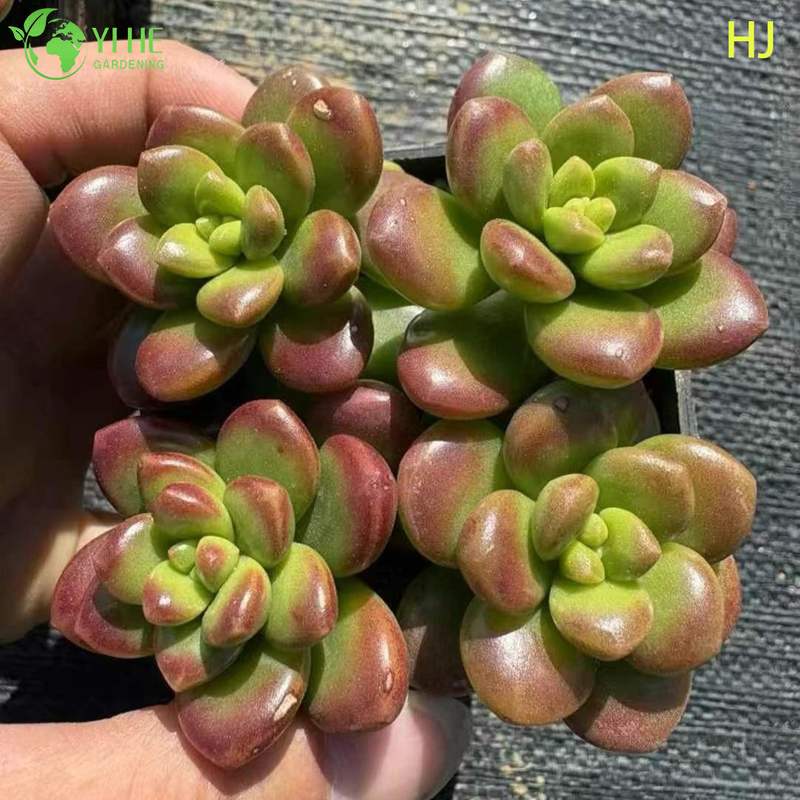 Wholesale Red Campfire Crassula Live Succulent Stacking Plant Bonsai