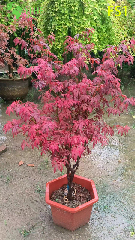 Wholesale Live Red Maple Tree for Landscape Garden Specimen Bonsai