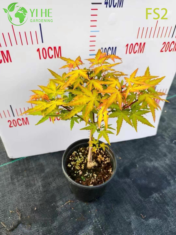 Weeping Green Laceleaf Maple Tree for Ornamental Landscaping Bonsai