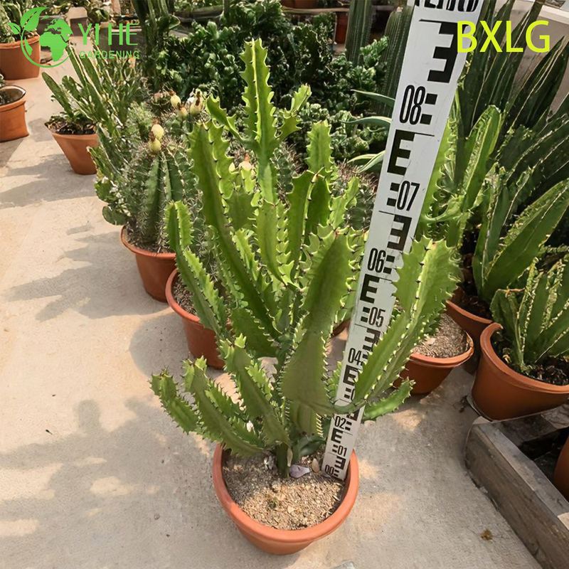 Live Tall Upright African Milk Tree An Architectural Euphorbia Plant Bonsai