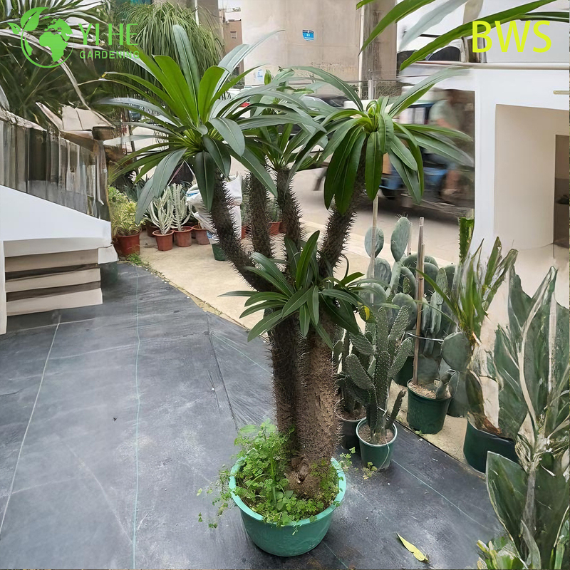 Live Madagascar Palm A Tall Spiny Trunk Pachypodium Succulent Bonsai