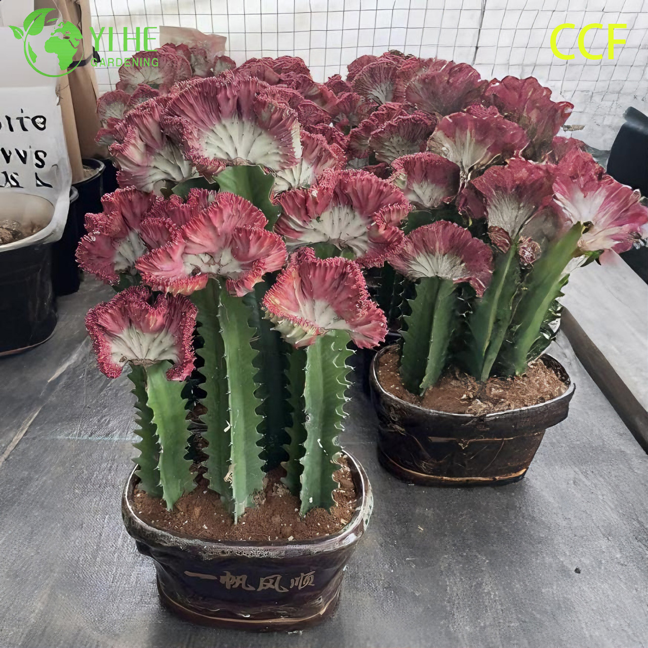 Live Coral Cactus a Grafted Wavy Crested Euphorbia Lactea Bonsai