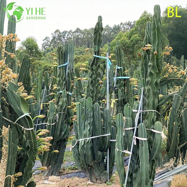 Live Peruvian Apple Cactus A Fast-Growing Edible Fruit Tree