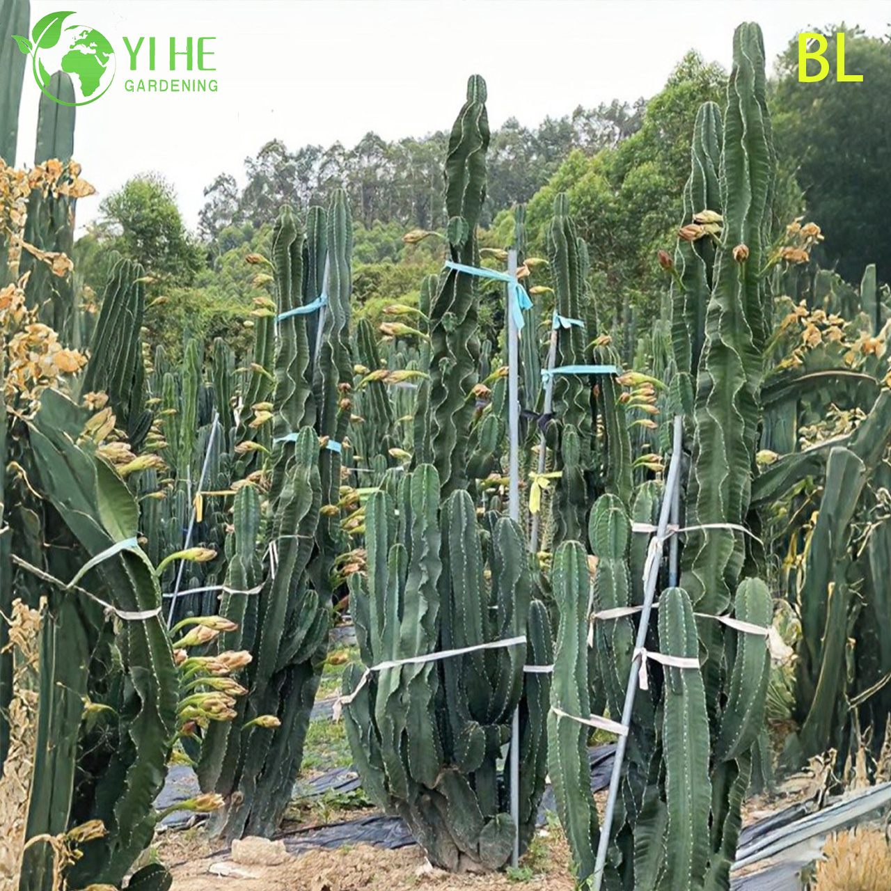 Live Peruvian Apple Cactus A Fast-Growing Edible Fruit Tree