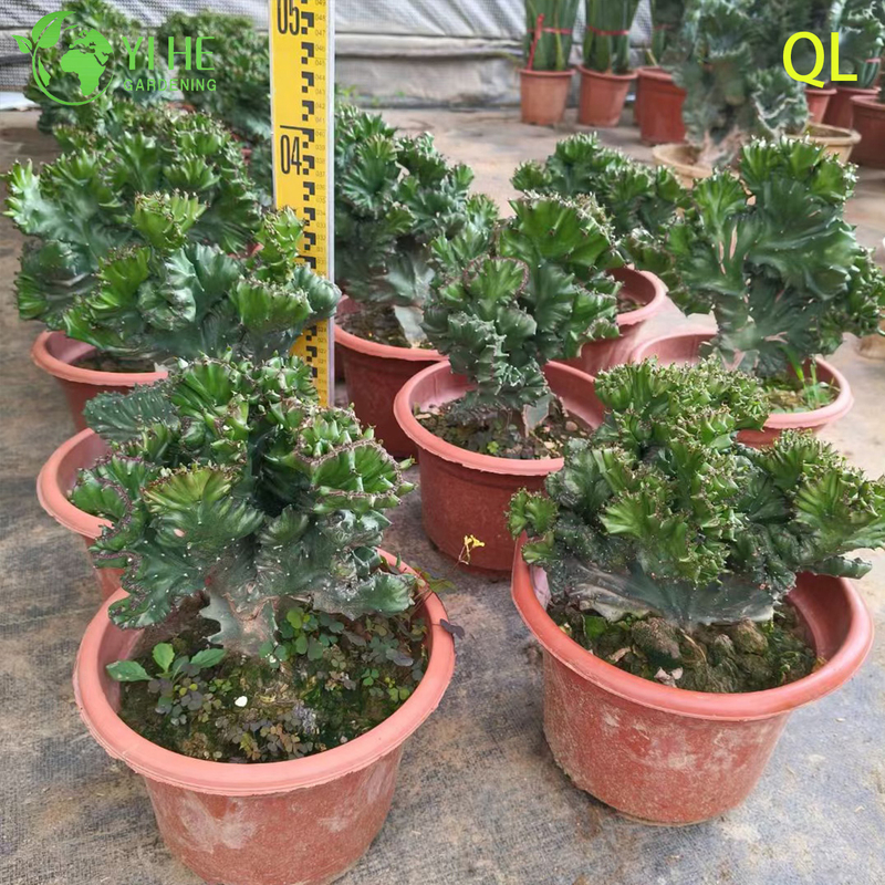 Live Crested Euphorbia Neriifolia A Wavy Monstrose Sculptural Succulent