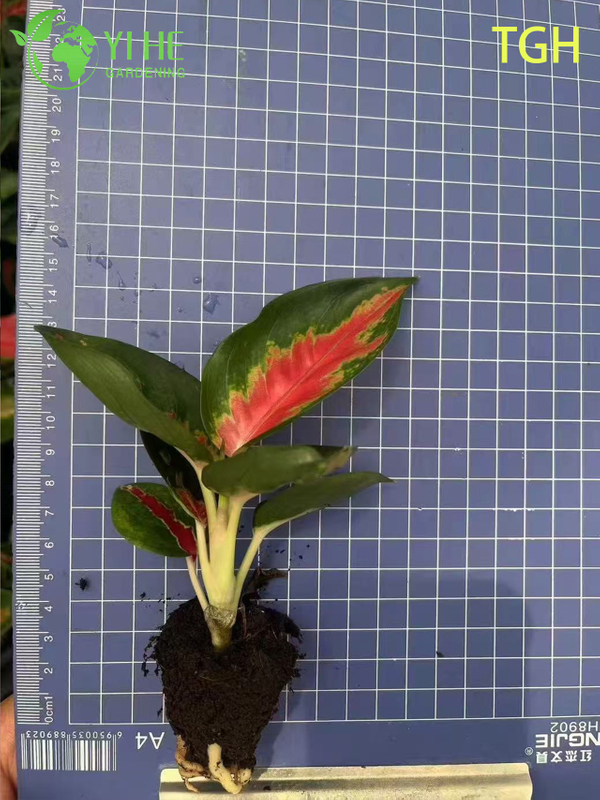 Aglaonema Thailand Red A Live Chinese Evergreen Houseplant Seedlings