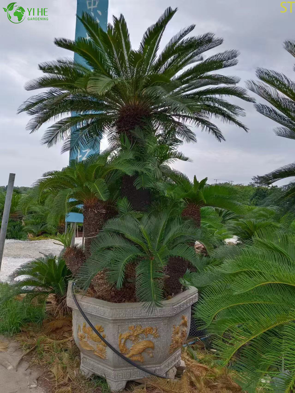Multi-head Cycas