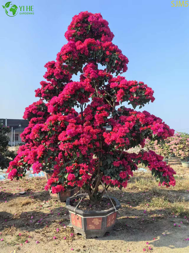 Bougainvillea Large Bonsai