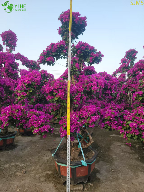 Bougainvillea Large Bonsai