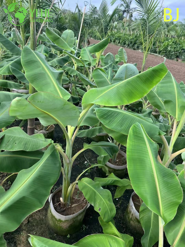 Wholesale Large Leaf Tropical Banana Plant for Garden Landscape Decor Bonsai
