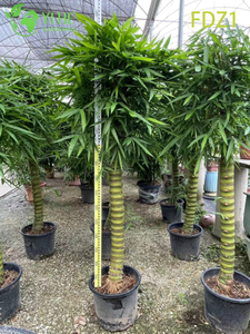 Wholesale Live Golden Buddha Belly Clumping Bamboo for Landscape Design Bonsai