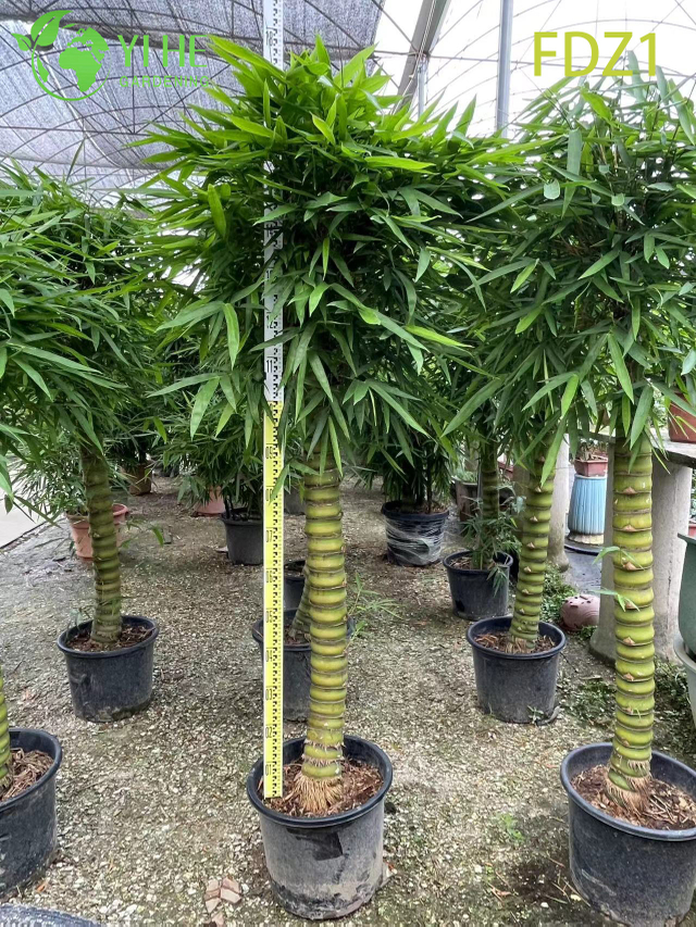 Wholesale Live Golden Buddha Belly Clumping Bamboo for Landscape Design Bonsai