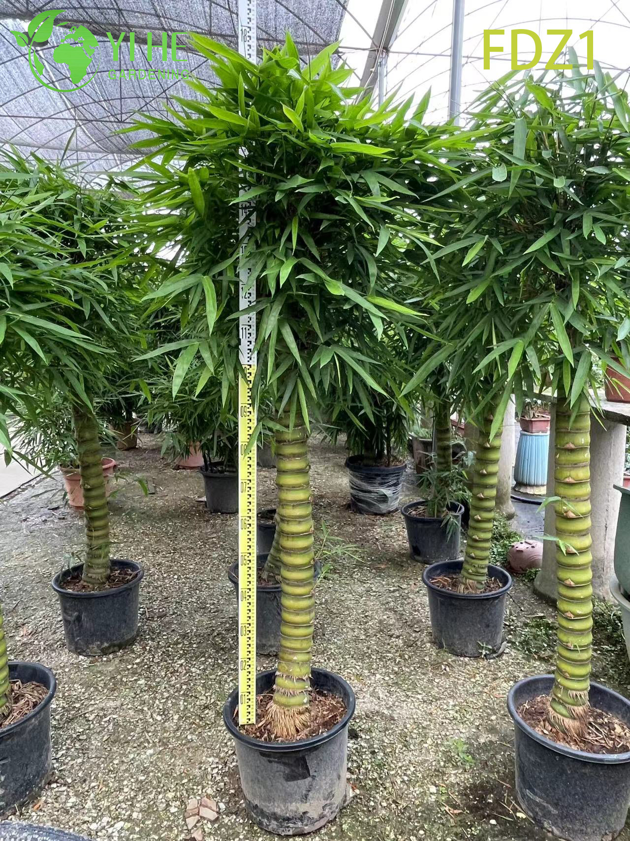Wholesale Live Golden Buddha Belly Clumping Bamboo for Landscape Design Bonsai