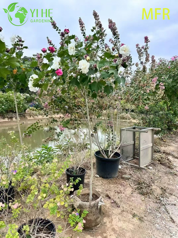 Wholesale Confederate Rose Standard Live Flowering Hibiscus Tree Bonsai