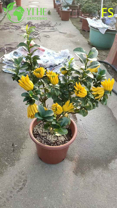 Aromatic Fingered Citron Buddha's Hand Live Tree for Export Bonsai
