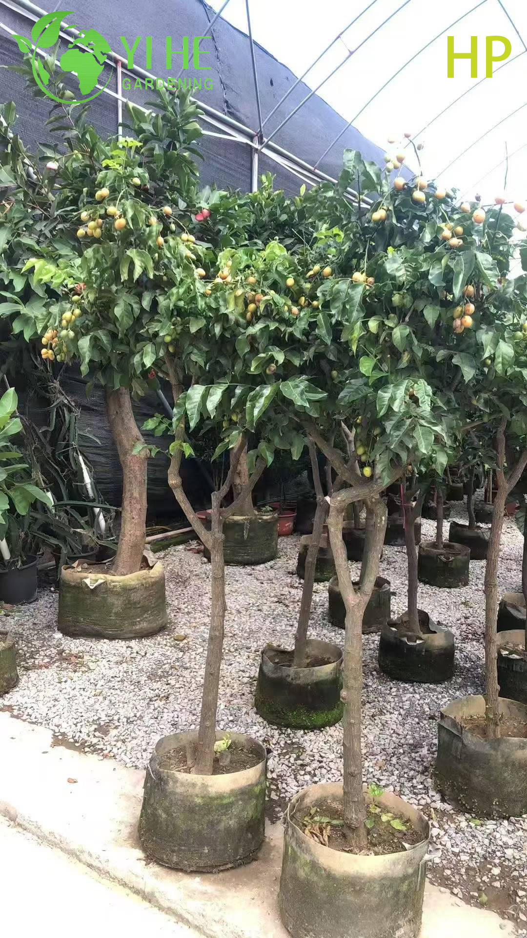 Drought-Resistant Pongamia Pinnata Tree for Landscaping and Biofuel Bonsai