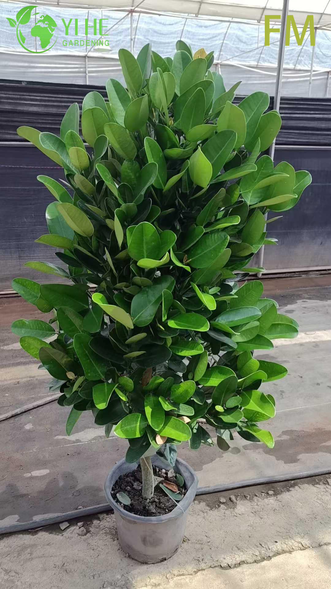 Wholesale Upright Fukugi Tree Live Plant for Ornamental Landscape ...
