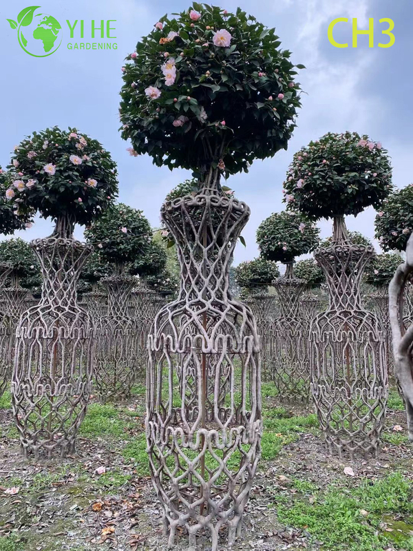Wholesale Sculpted Woven Trunk Camellia Topiary Tree Bonsai