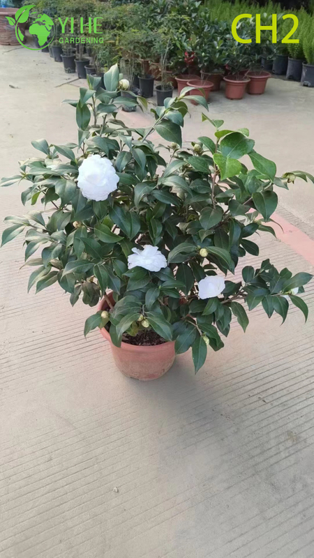 Wholesale Pink Bicolour Camellia Japonica Flowering Shrub Bonsai
