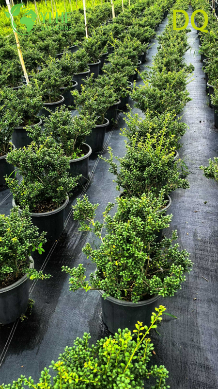 Wholesale Live Ilex Crenata Holly Globe Topiary for Garden Landscaping Bonsai